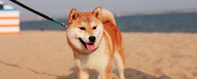 不养日本柴犬的理由-轻博客