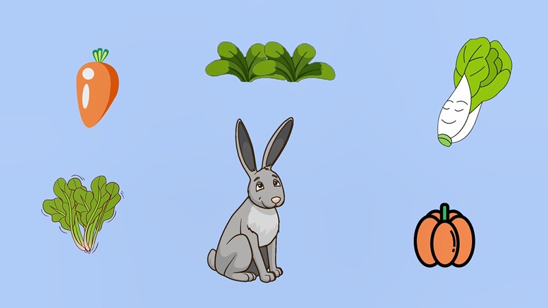 兔子喜欢吃什么
