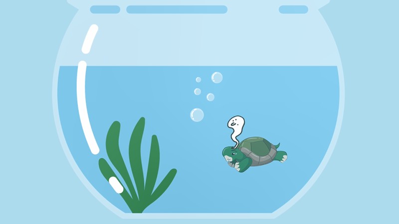巴西龟会淹死吗