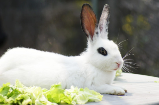 兔子可以吃白菜吗