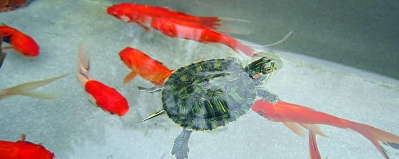 小乌龟可以放鱼缸里和鱼一起养吗