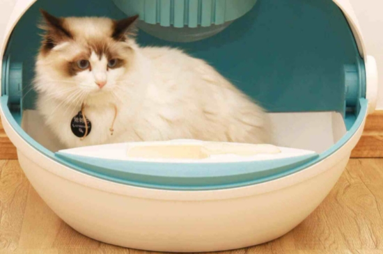 猫沙盘几天换一次