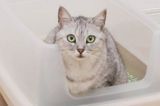 猫沙盘几天换一次