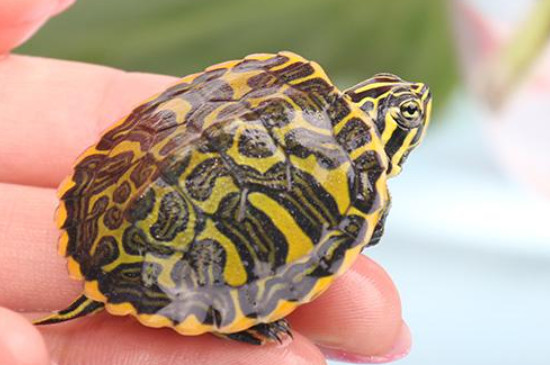 黄头侧颈龟冬眠与死亡的区别