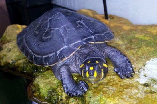 黄头侧颈龟冬眠与死亡的区别