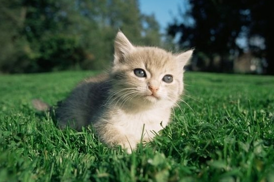 猫咪感冒的症状是什么样的