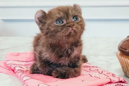 猫咪感冒的症状是什么样的