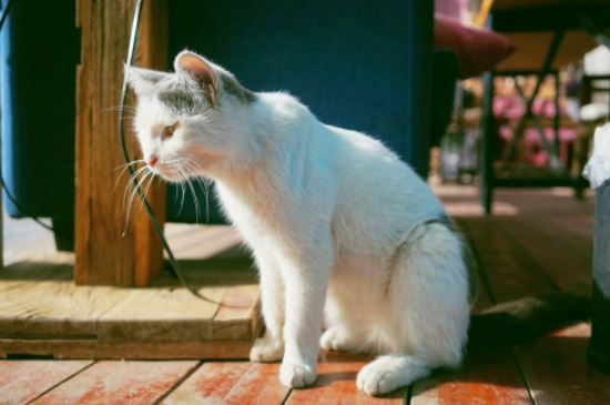 猫被老鼠板粘住了怎么处理