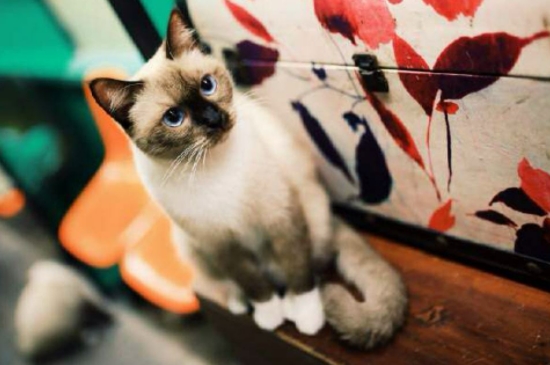 猫咪没精神一直睡觉怎么回事