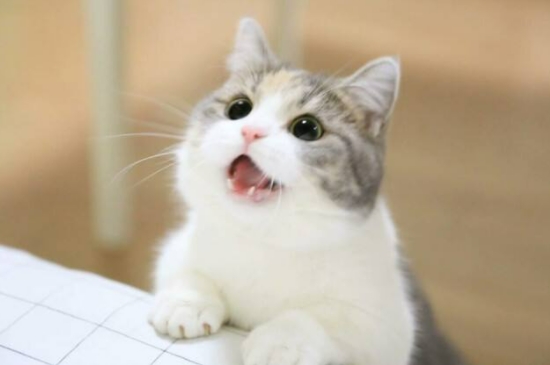 猫咪没精神一直睡觉怎么回事