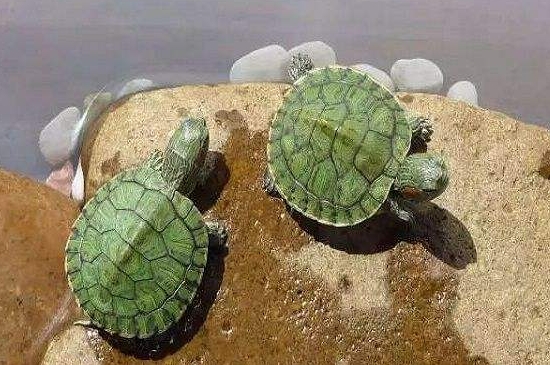 乌龟能吃什么水果和蔬菜