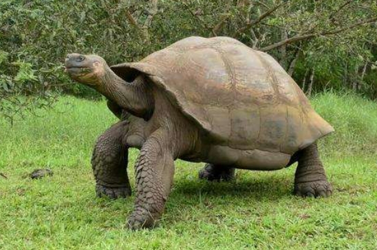 乌龟能吃什么水果和蔬菜