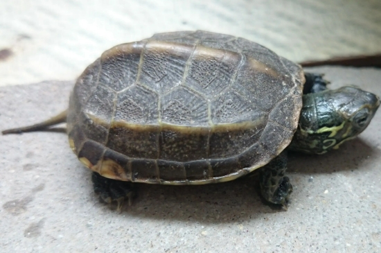 乌龟壳裂开是什么原因