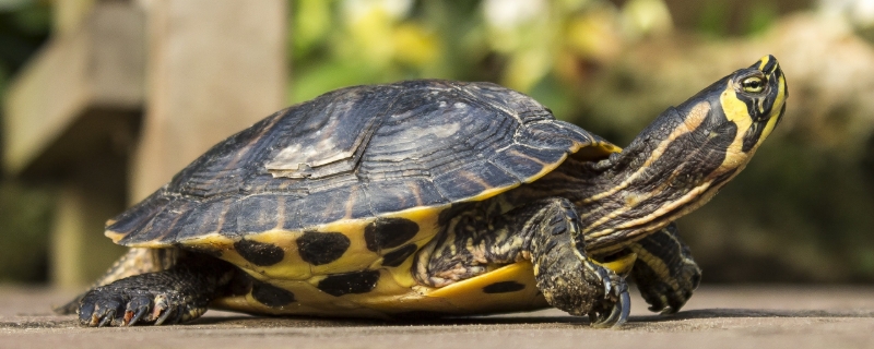 乌龟壳裂开是什么原因