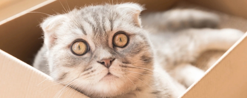 猫撞到头了怎么判断严不严重