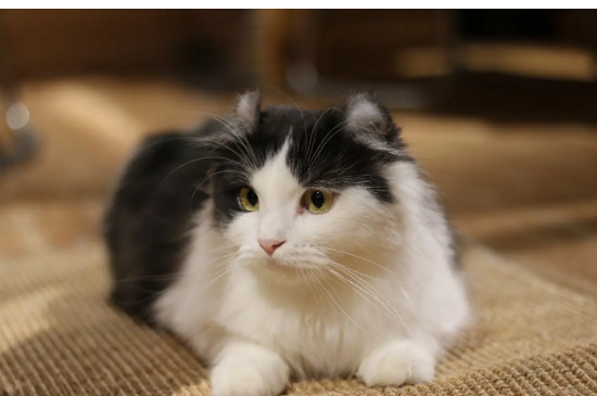 猫撞到头了怎么判断严不严重
