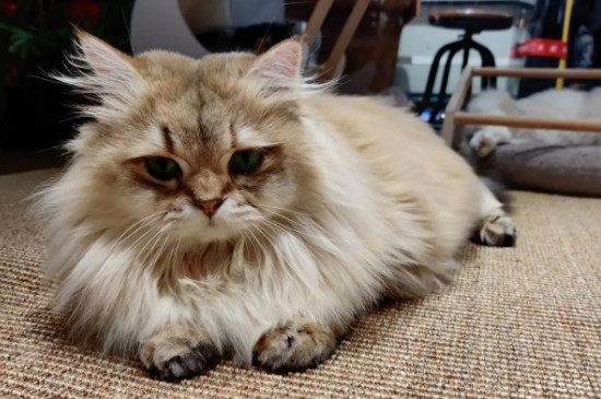 猫撞到头了怎么判断严不严重