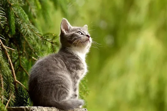 猫咪脱毛怎么解决