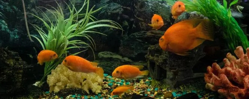 雨水可以直接养鱼吗 宠物圈