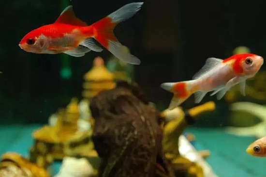 雨水可以直接养鱼吗 宠物圈