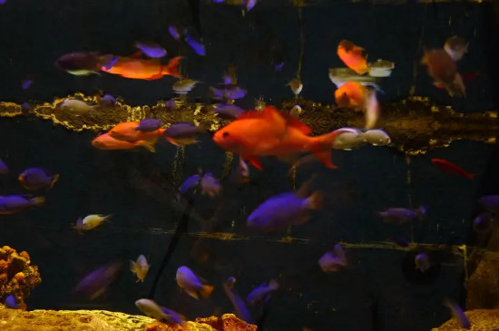 雨水可以直接养鱼吗 宠物圈