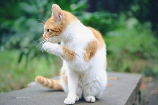 猫后腿突然瘸了怎么回事