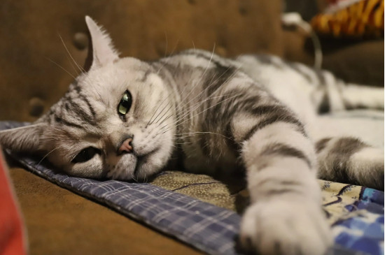 猫后腿突然瘸了怎么回事