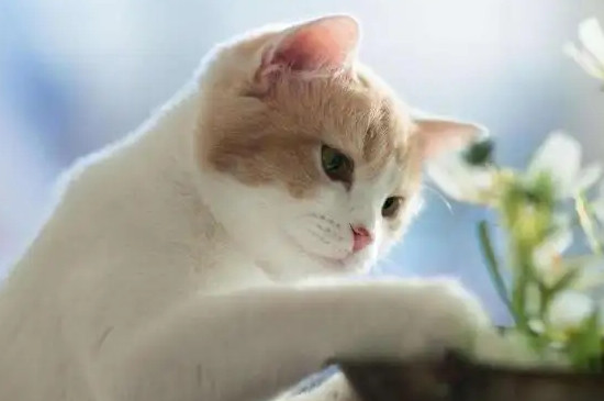 猫怀孕可以洗澡吗