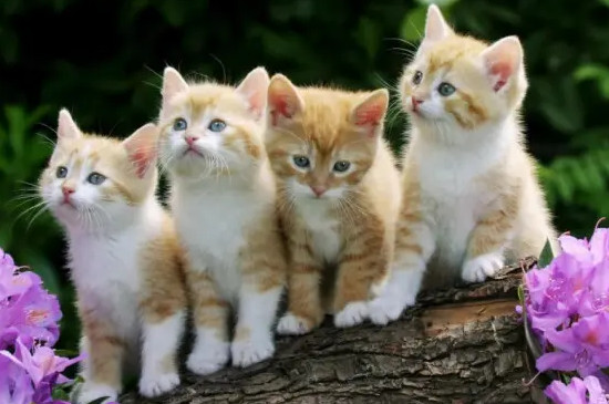 猫怀孕可以洗澡吗