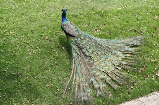 孔雀吃什么食物为主