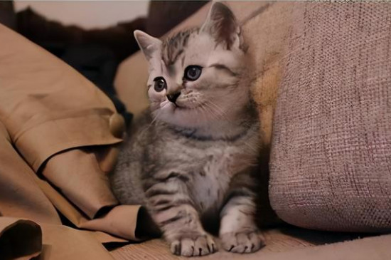 怎么帮生产母猫揉肚子