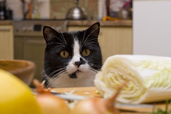 小猫内出血的判断方法