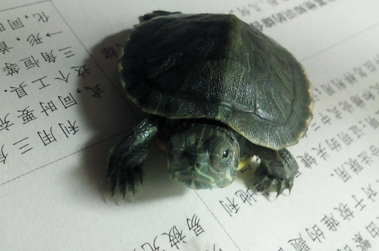 家养乌龟的寿命一般多少年