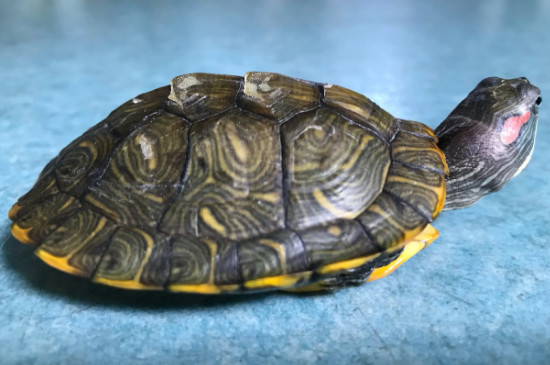 家养乌龟的寿命一般多少年