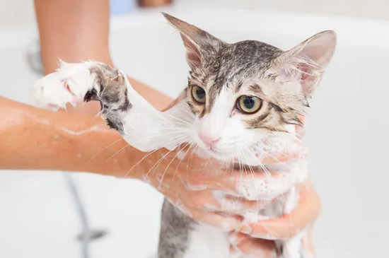 小猫怎么洗澡