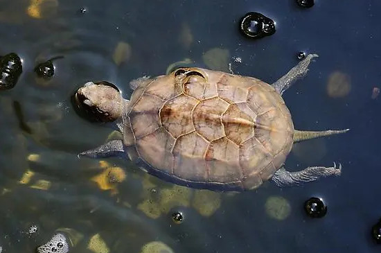乌龟睡觉头在水里会死吗