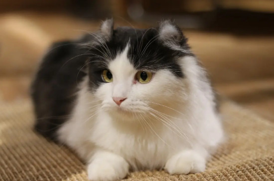 杀蟑胶饵对猫咪有害吗
