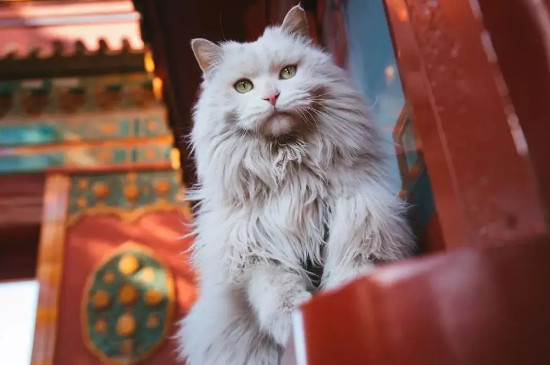 杀蟑胶饵对猫咪有害吗