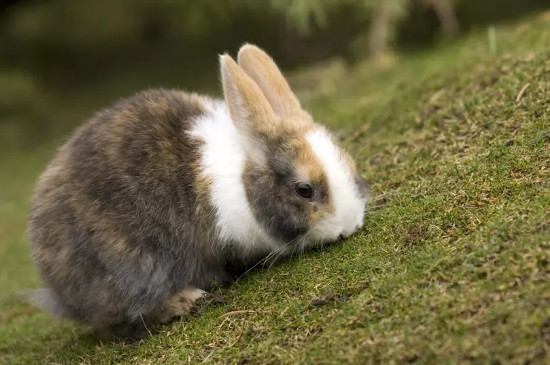 公兔母兔怎么区分