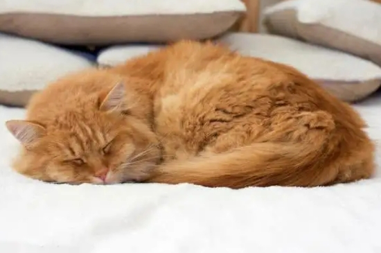 猫咪每天睡多久正常