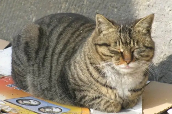 猫咪每天睡多久正常