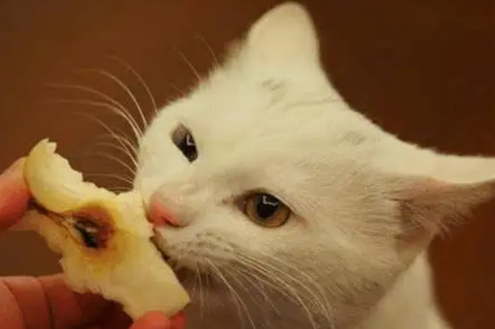 猫咪能吃柚子肉吗
