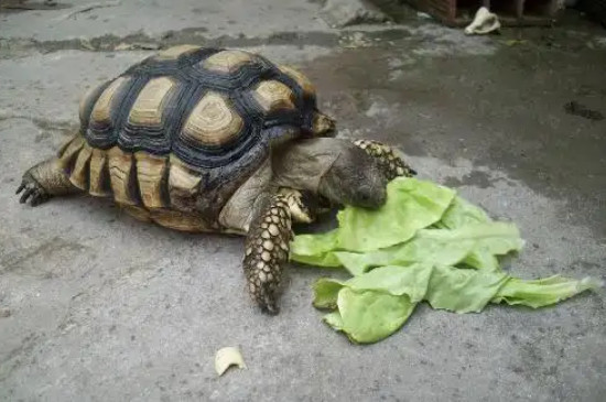 乌龟吃米饭粒吗