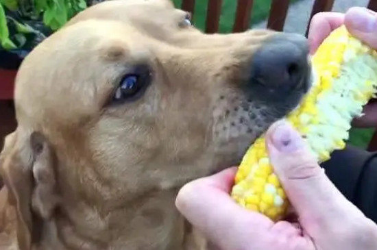狗狗能吃玉米棒吗