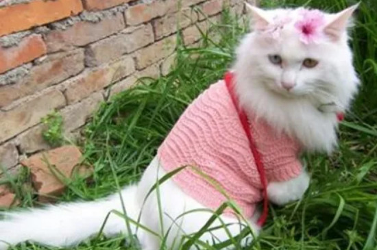 母猫缺奶有什么表现