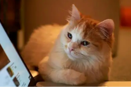 三文鱼边角料怎么喂猫