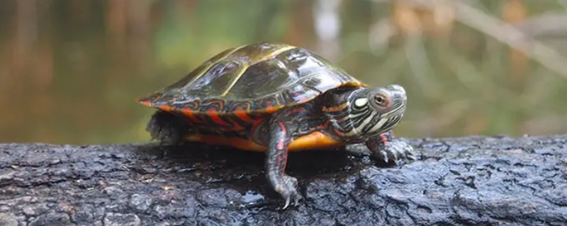 乌龟冬眠以后眼睛无法睁开的原因是什么