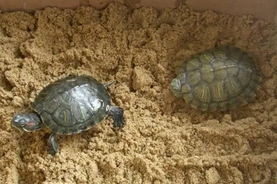 乌龟在多少温度就不进食了