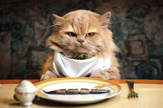 猫吃蛋黄多久吃一次