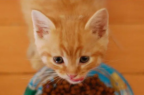 猫吃蛋黄多久吃一次